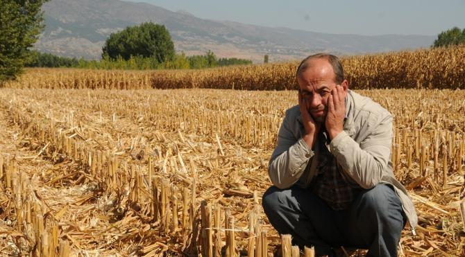 Mısır tarlasında hasat hırsızlığı iddiası