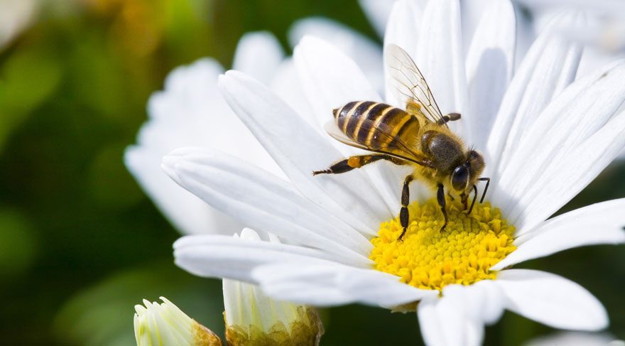Arılar ilk kez nesli tükenmekte olan canlılar listesine girdi