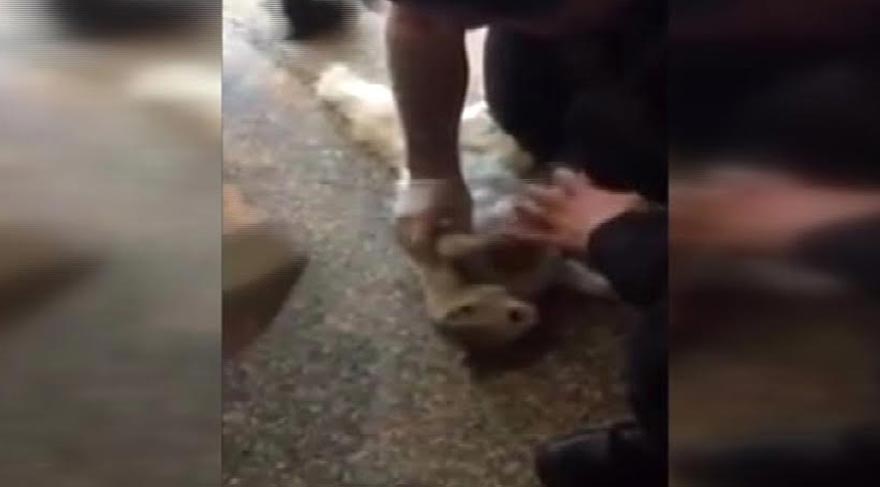 Hastane kapısında sıkışan kediye kalp masajı