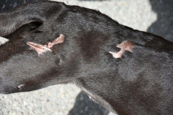 IZMIRLI HAYVANSEVER FUSUN YAGCI DIYARBAKIRDA TEROR SALDIRISI SIRASINDA MEYDANA GELEN PATLAMADA VUCUDU YARALANAN VE HAPPY ADINI VERDIGI KOPEGI IZMIRE GETIRDI VE ONA YUVA ARAMAYA BASLADI. (FOTOGRAF  DHA MUSTAFA OGUZ IZMIR)