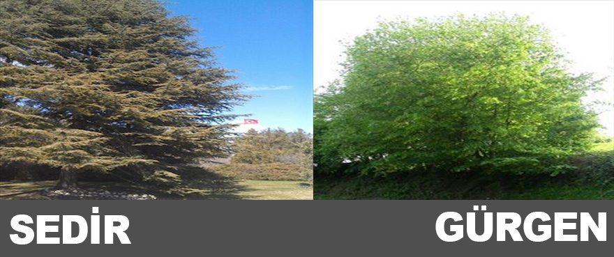 1-sedir-gurgen