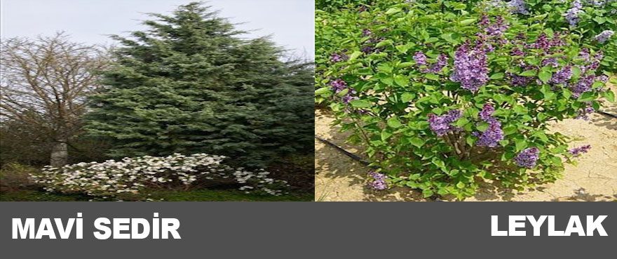 13-mavi-sedir-leylak