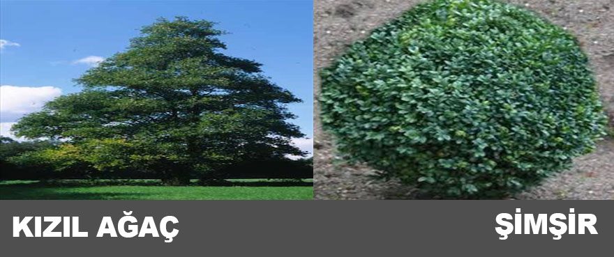 16-kizil-agac-simsir