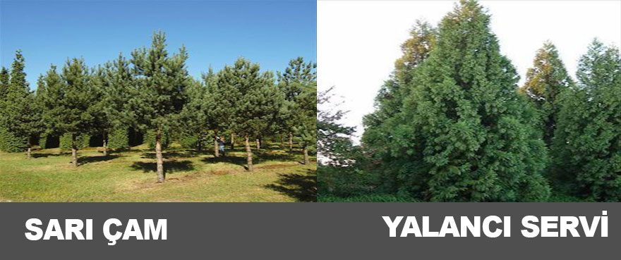17-sari-cam-yalanci-servi