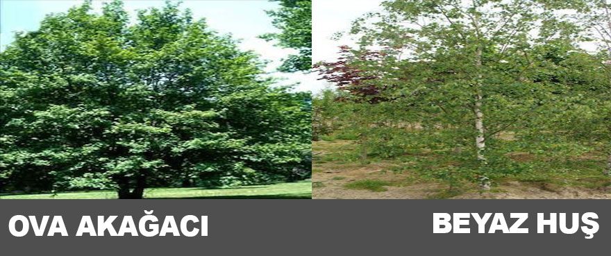 18-ova-akagaci-beyaz-hus