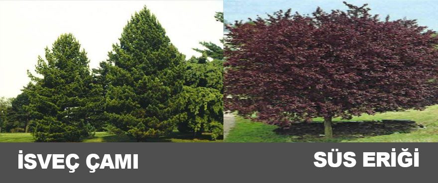 20-isvec-cami-sus-erigi