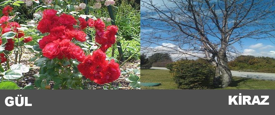 21-gul-kiraz