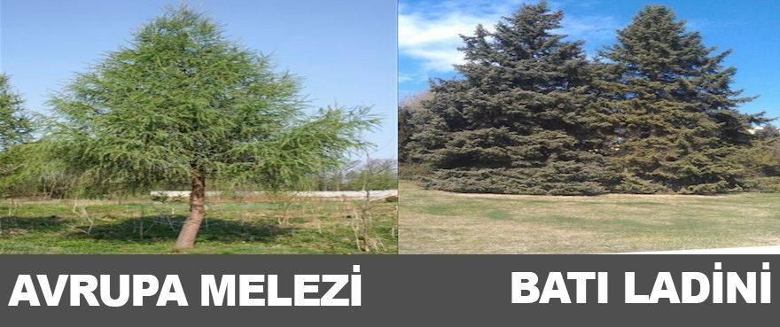 3-avrupa-melezi-bati-ladini