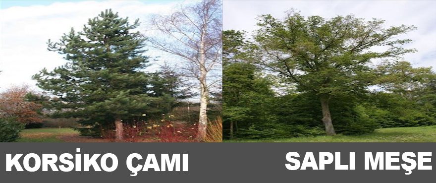 4-korsiko-cami-sapli-mese