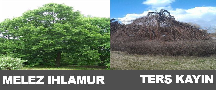 6-melez-ihlamur-ters-kayin