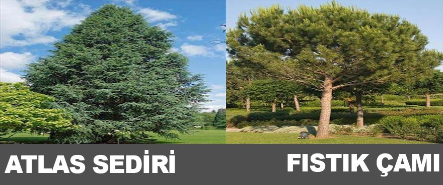 7-atlas-sediri-fistik-cami