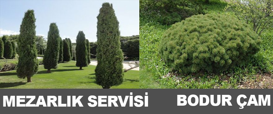 8-mezarlik-servisi-bodur-cam