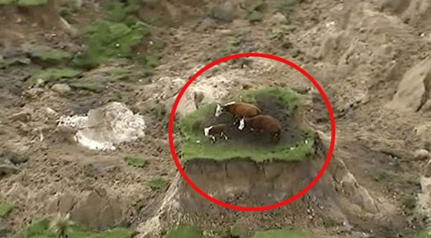 Yeni Zelanda'daki deprem sonrası mahsur kalan ineklere ne oldu?