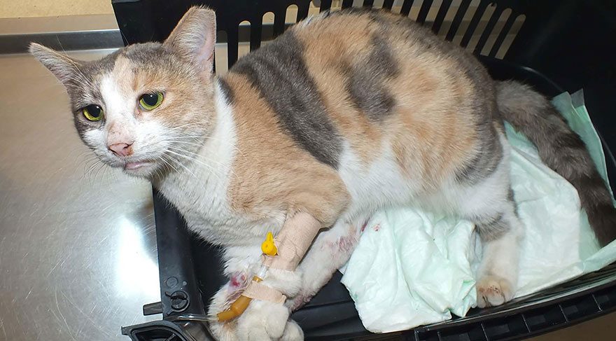 İğrenç olay! Kediye tecavüz ettiler