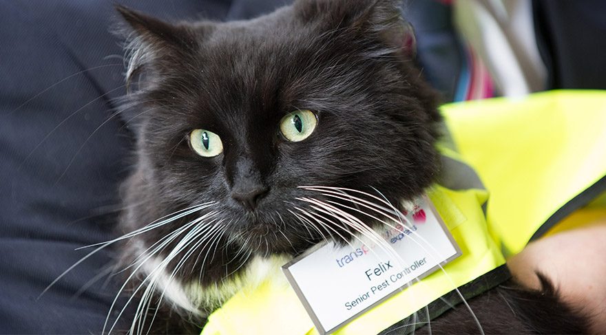 Bu kedinin yaptığı işi görünce şok olacaksınız!