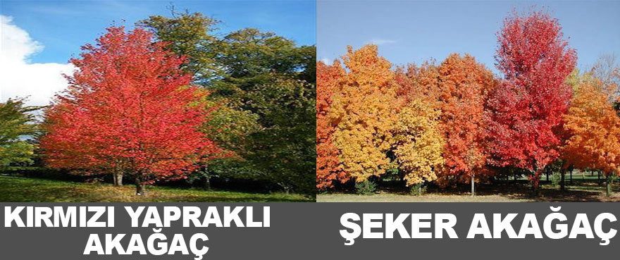 kirmizi-yaprakli