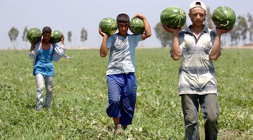 Tarım işçisi çocuklar okula gitmiyor, günde 9 saat çalışıyor