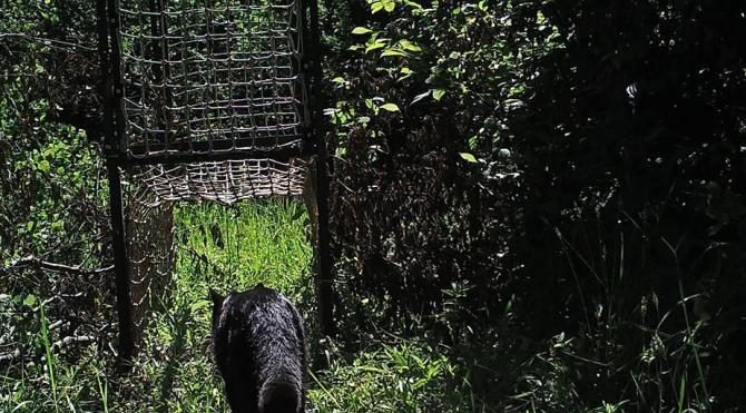 Küre Dağları Milli Parkı&#39;nda ilk kez siyah yaban kedisi görüntülendi