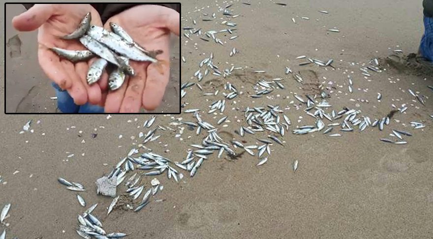 FOTO-DHA Vatandaşlar, kıyıya vuran hamsileri topladılar