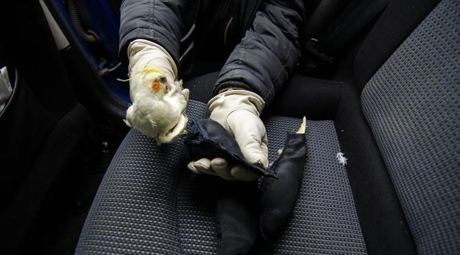 Türkiye&#39;ye kaçak sokulmak istenen 45 papağan ele geçirildi