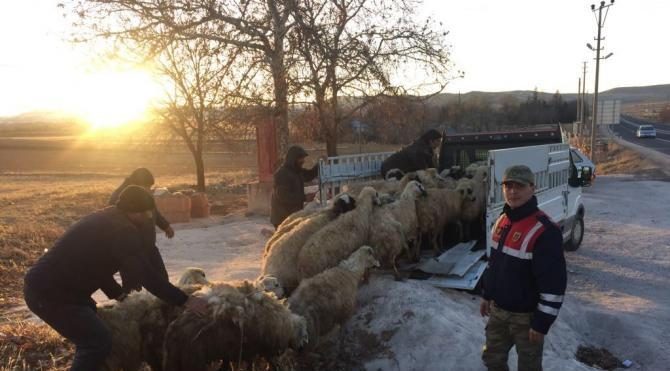 Elazığ’da çalınan 40 koyun Diyarbakır’da bulundu