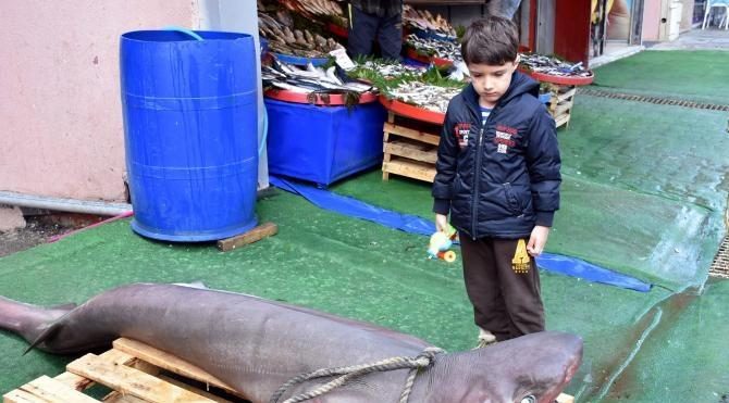 Marmara Denizi&#39;nde 3 metrelik köpek balığı yakalandı