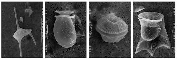dinoflagellates