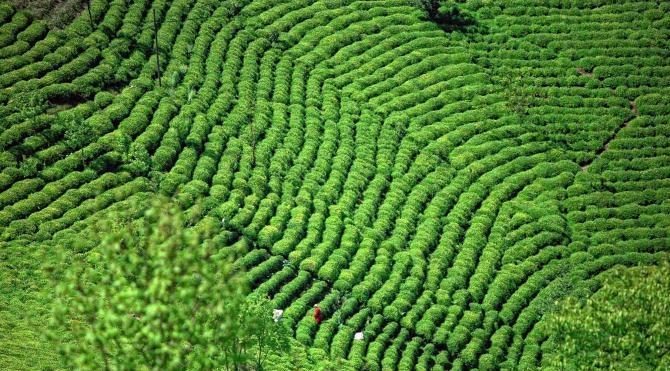 TEMA Vakfı’ndan organik çay üretimine destek