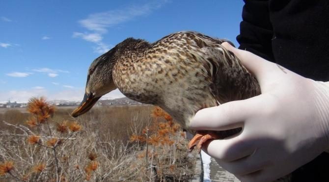 Avcıların vurduğu ördek tedavi sonrası doğaya bırakıldı
