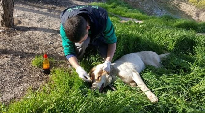 Askerlerin sınırda bulduğu yaralı köpek tedaviye alındı