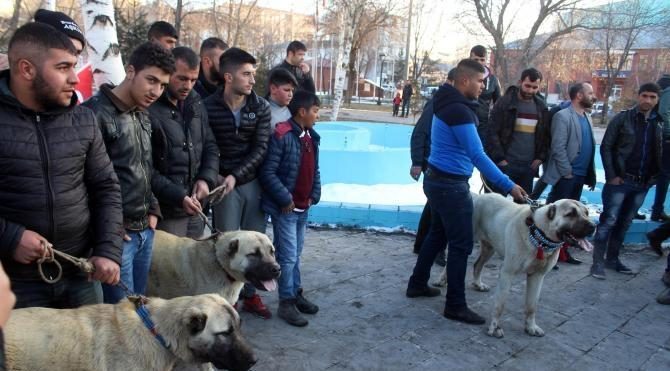 Ardahan&#39;da Hollanda’ya çoban köpekli protesto