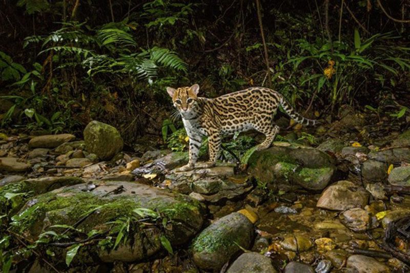 amazon-da-o-kabileyle-ilk-temas-brezilya-mato-grosso-kawahiva-kabilesi-1557966