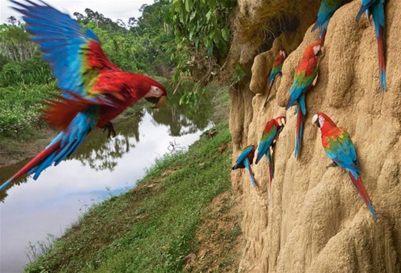 amazon-da-o-kabileyle-ilk-temas-brezilya-mato-grosso-kawahiva-kabilesi-1557971