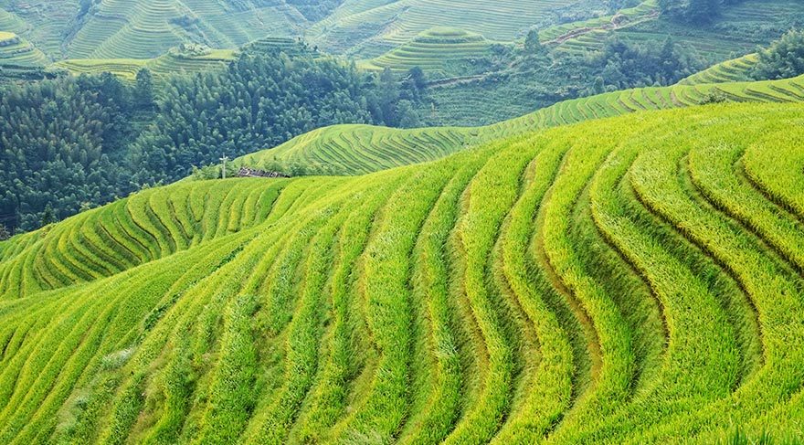 Çin'de 8 bin yıldır pirinç üretiliyor