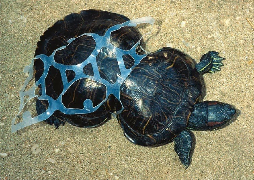 Plastik ambalaj atığından kurtulamamış bir kaplumbağa