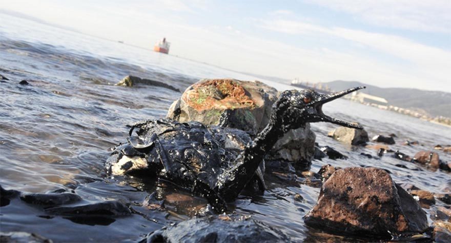 Kocaeli, Dilovası’nda yaşanan petrol sızıntısı nedeniyle can çekişen bir deniz kuşu