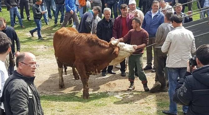 TİKA, Kosovalı çiftçinin kalkınması için 100 büyükbaş hayvan dağıttı