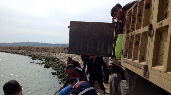 Gelibolu&#39;da 2.5 ton kaçak deniz patlıcanı ele geçirildi