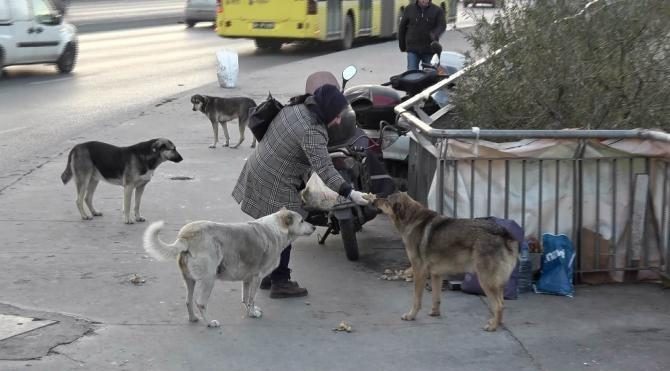 Sokak köpeklerine poşetlerle yiyecek taşıyan kadının sitemi