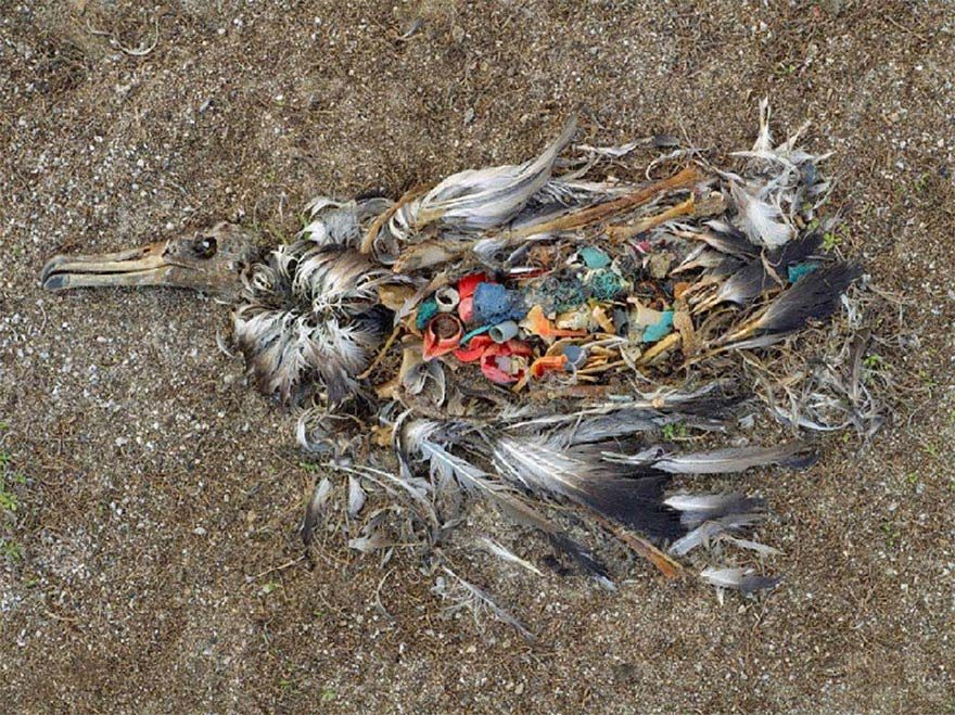 Kuzey Pasifik’te yuttuğu plastik atıklar nedeniyle ölen bir albatros