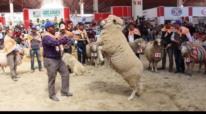 Burdur&#39;da en güzel keçi ve koç yarışması yapıldı
