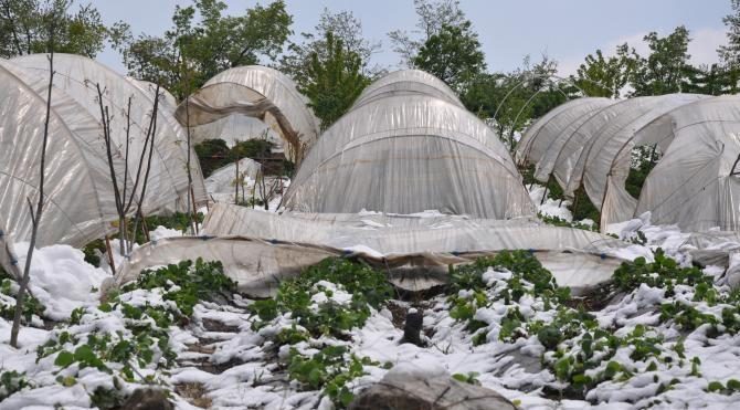 İnegöl’de kar yağışı çilek üretimine zarar verdi