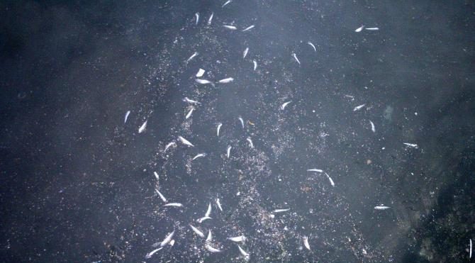 Ereğli&#39;de denizde toplu balık ölümleri