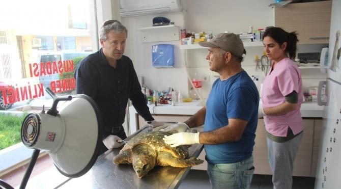 Kuşadası&#39;nda 1 günde ölü 2 deniz kaplumbağası bulundu