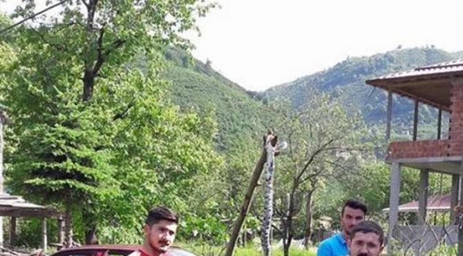 Ordu&#39;da öldürülen yaklaşık 2 metrelik yılan korkuttu