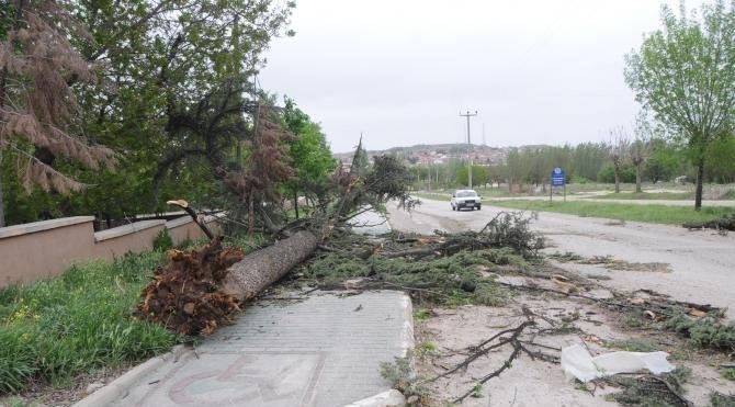 Eskişehir&#39;de fırtına çatıları uçurdu, ağaçları devirdi
