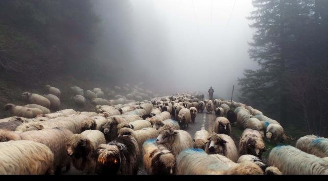 Yaylada sürülere çoban bulunmuyor