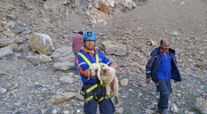 40 metre yükseklikte mahsur kalan kuzuyu AFAD kurtardı
