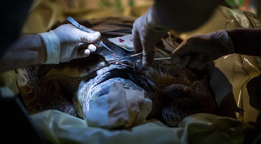 dilek-caretta-caretta-1