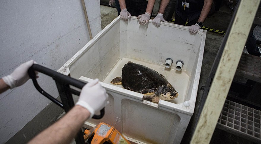 dilek-caretta-caretta-5